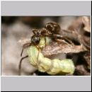 Lasius cf niger - Schwarzgraue Wegameise 01 4mm - mit Raupe.jpg